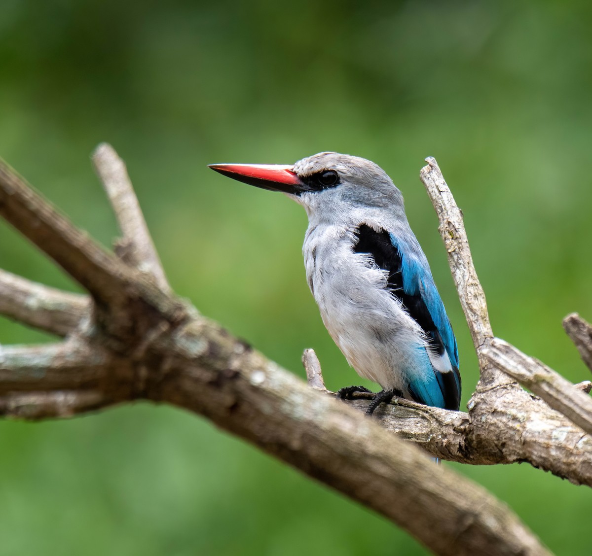 Woodland Kingfisher - Craig McQueen