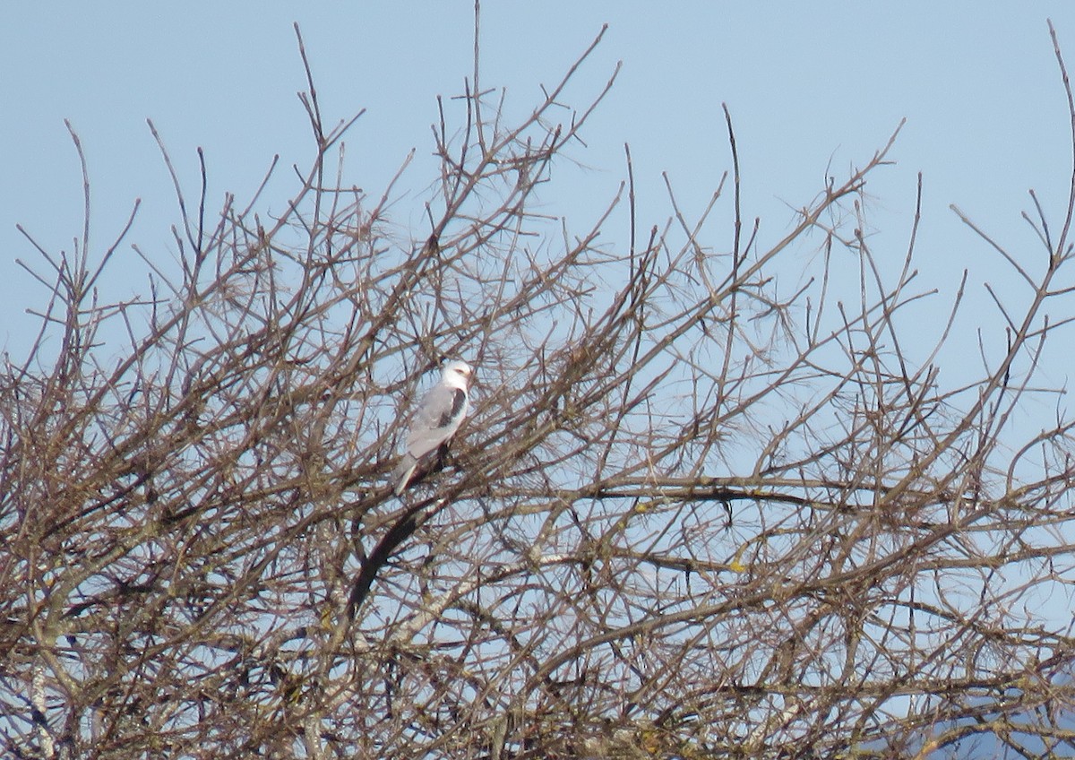 White-tailed Kite - ML305998951