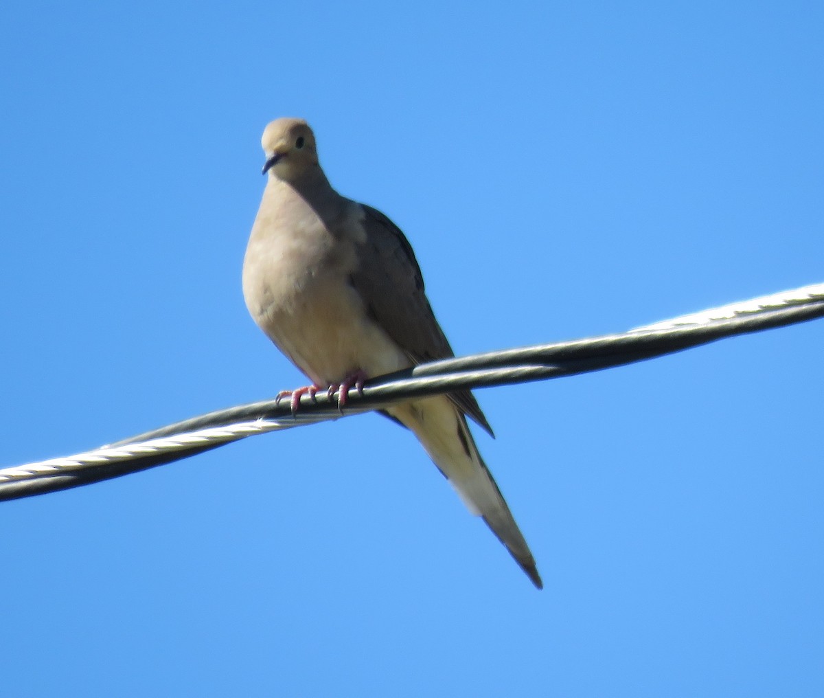 Mourning Dove - ML30600161