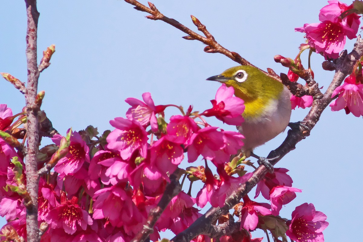 Warbling White-eye - ML306003231