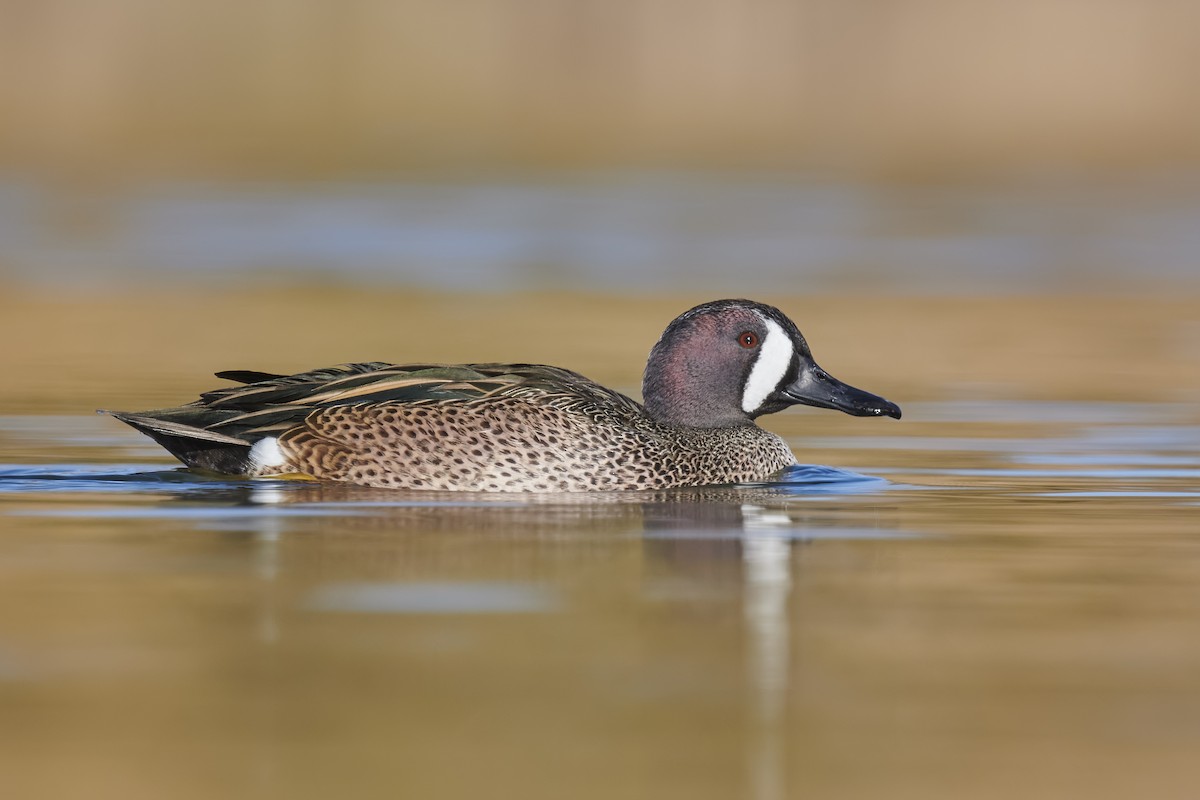Blue-winged Teal - ML306003431