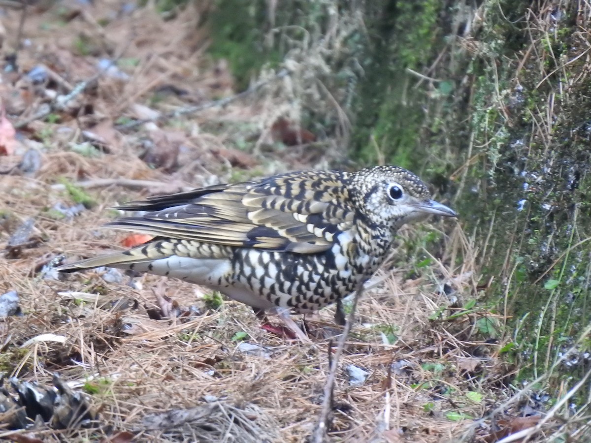 White's Thrush - Peter Lang