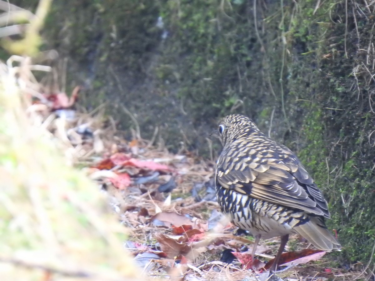 White's Thrush - ML306005171