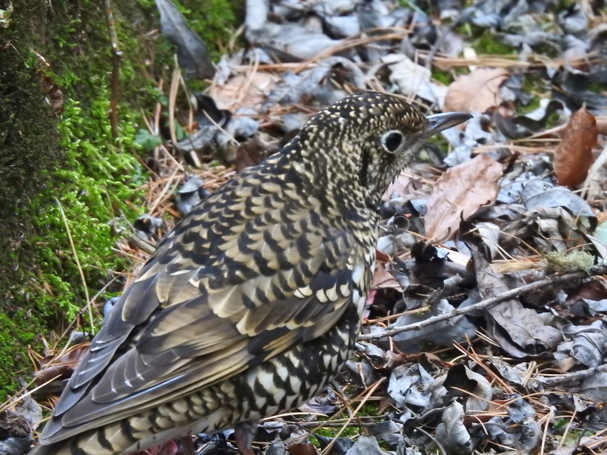 White's Thrush - ML306005191