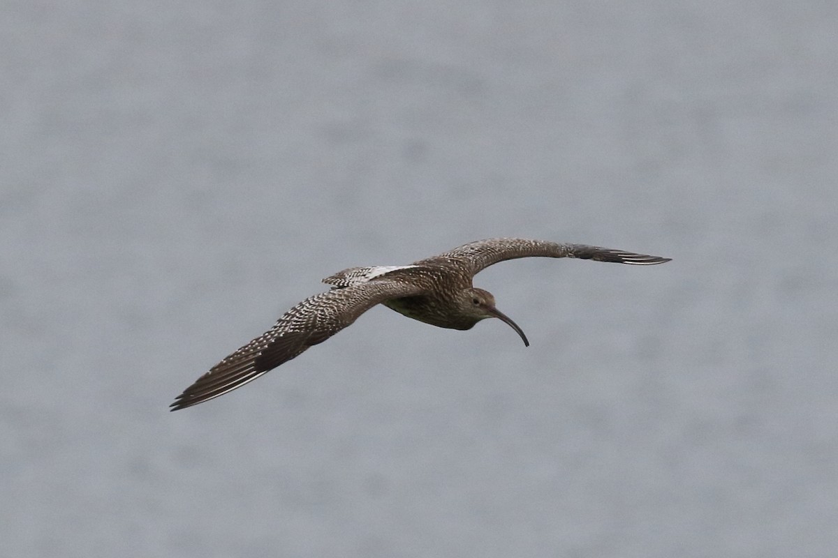 Eurasian Curlew - Roly Pitts