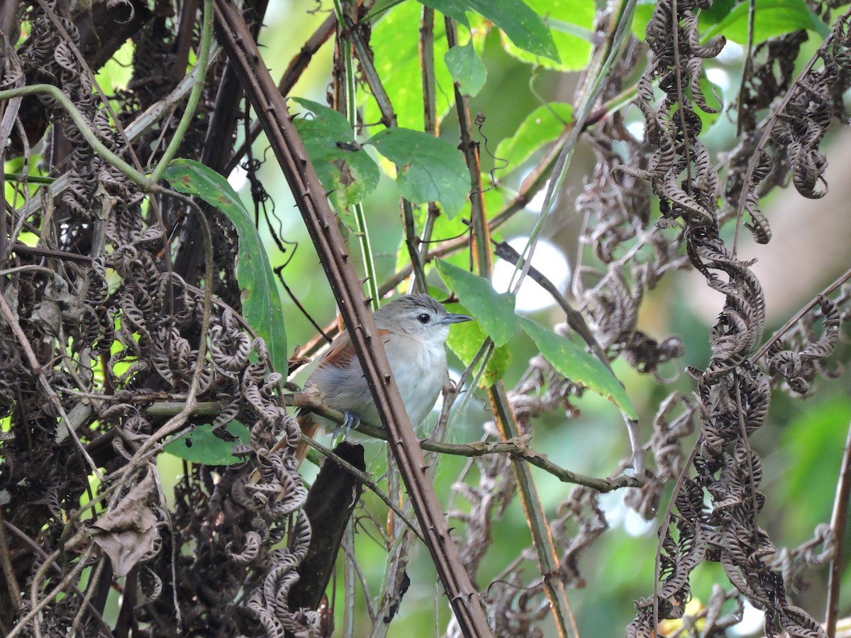 Plain-crowned Spinetail - ML30600711