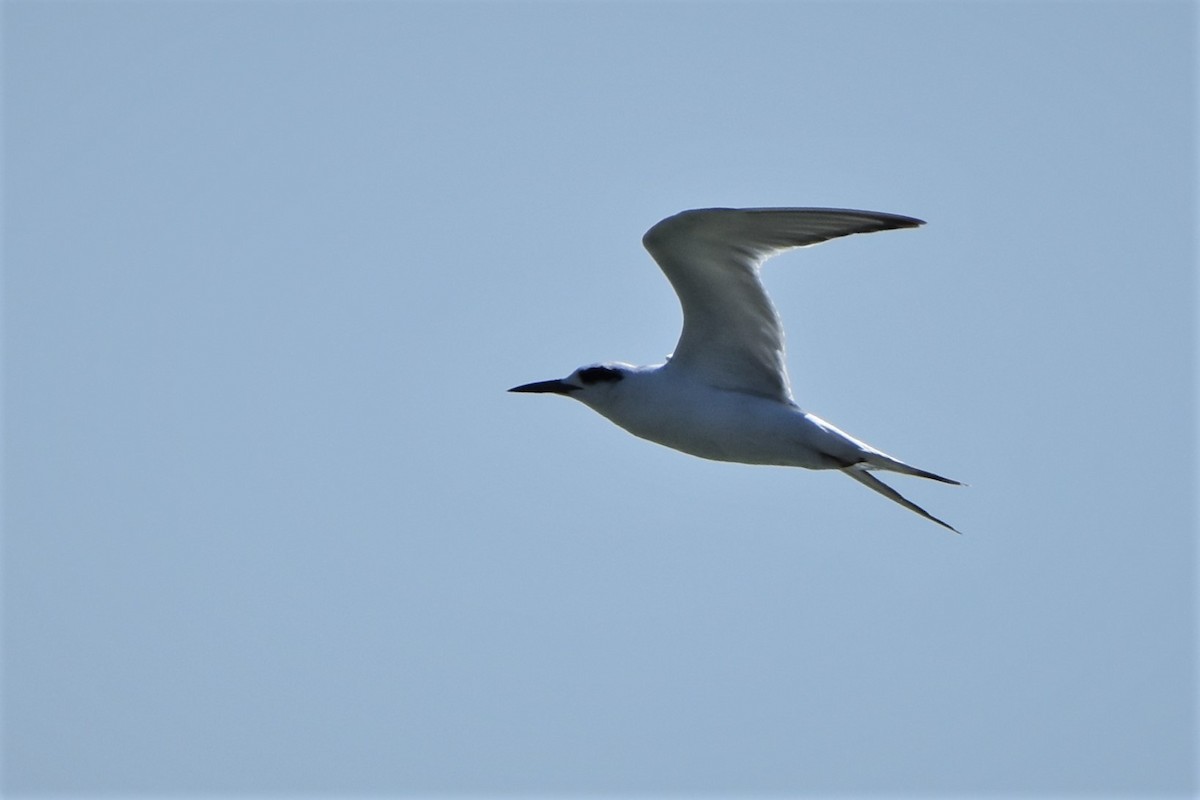 Forster's Tern - Matthew Law