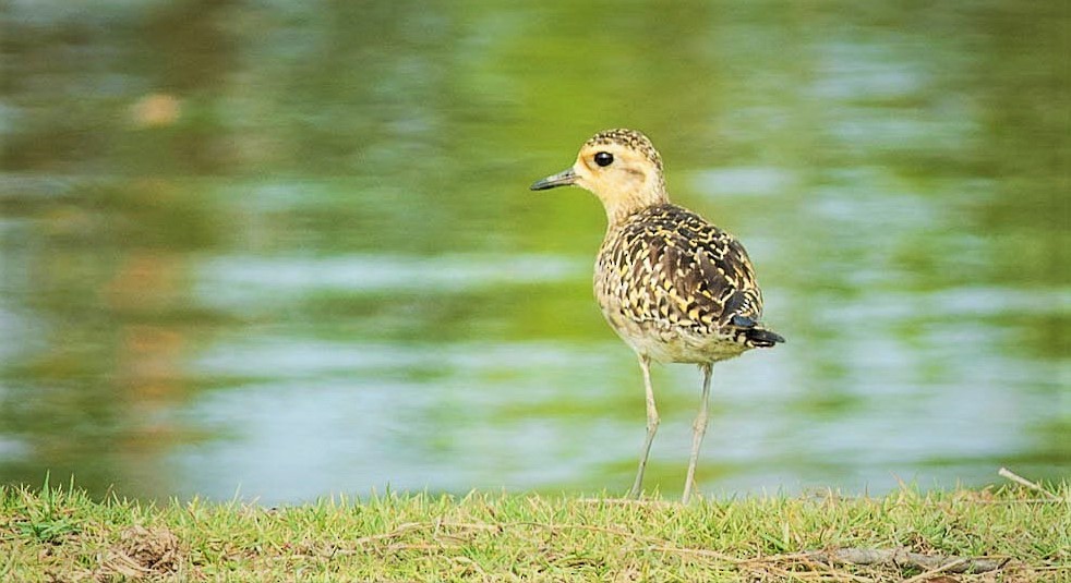 Pacific Golden-Plover - ML306007971