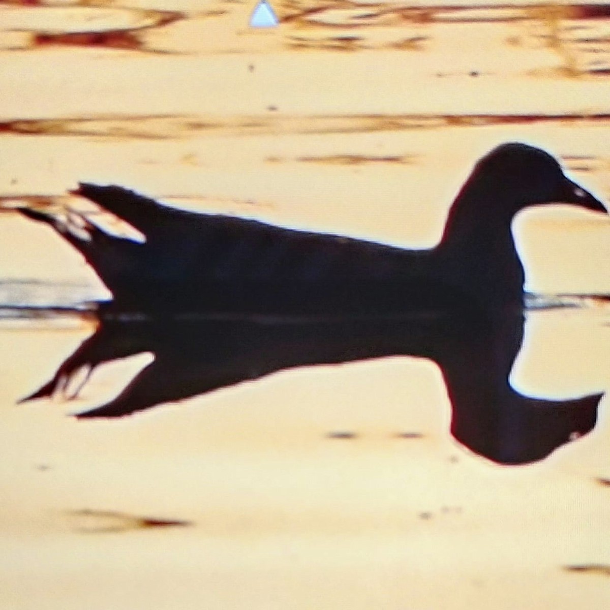 Eurasian Moorhen - ML306008421