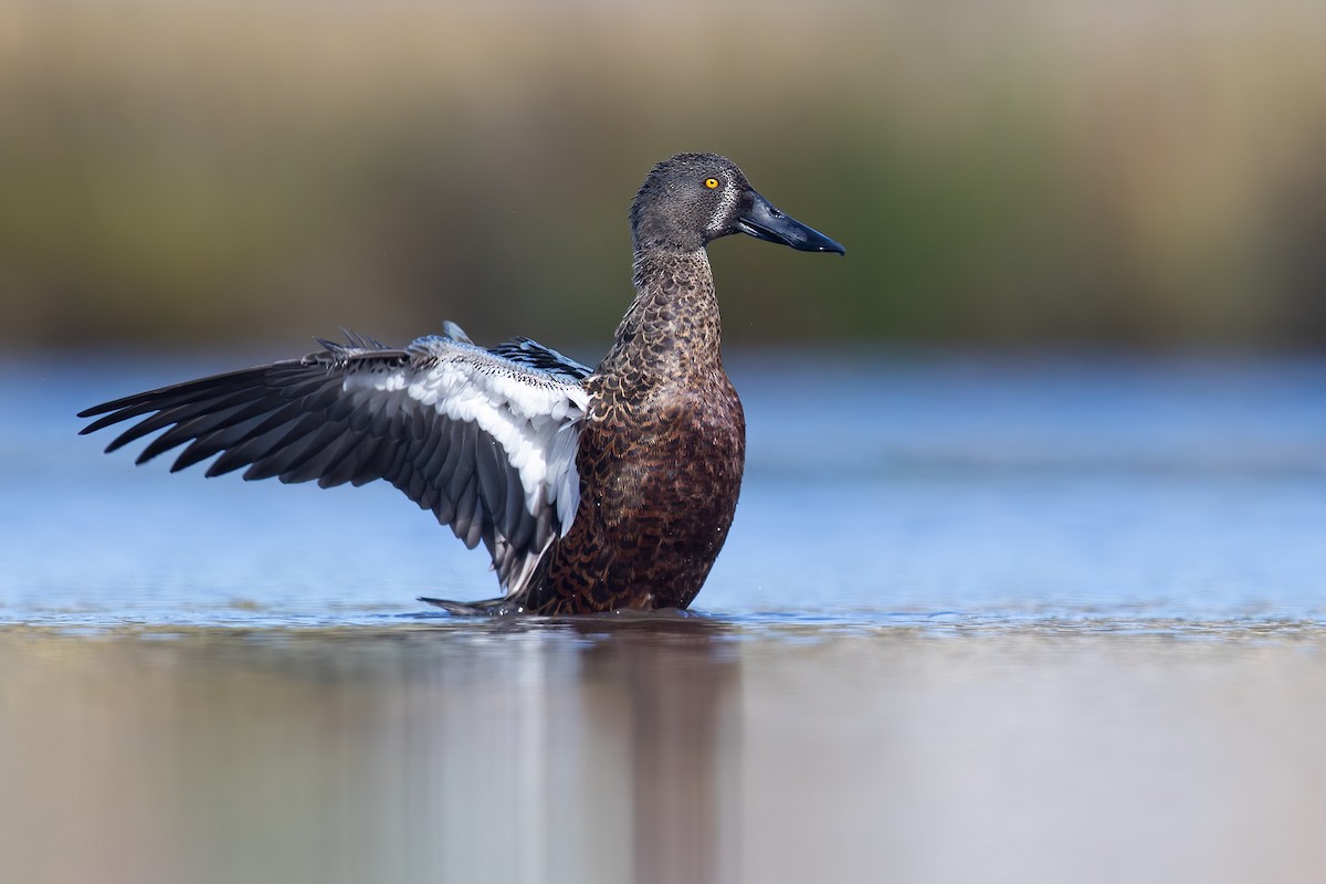 Australasian Shoveler - ML306008451