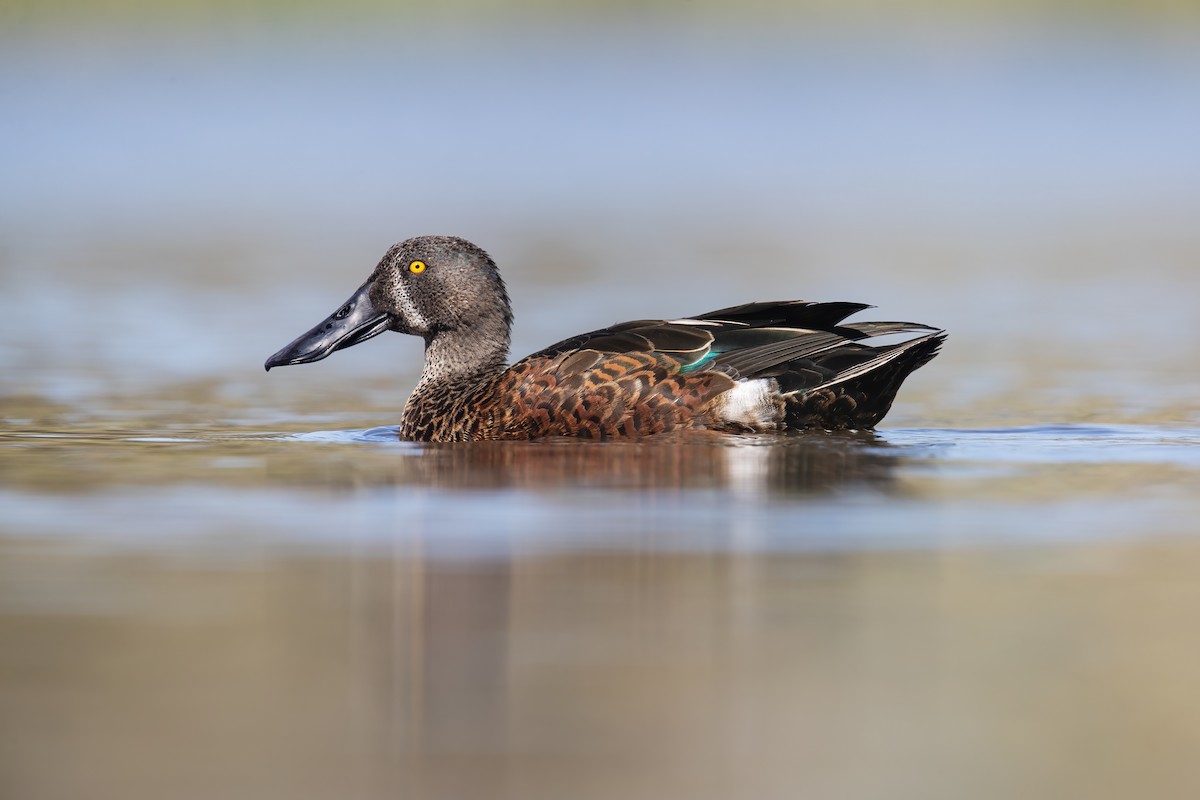 Australasian Shoveler - ML306008461