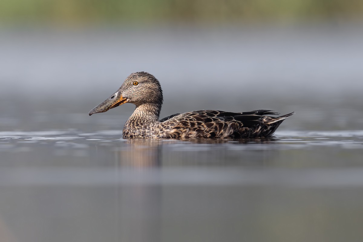 Australasian Shoveler - ML306008471