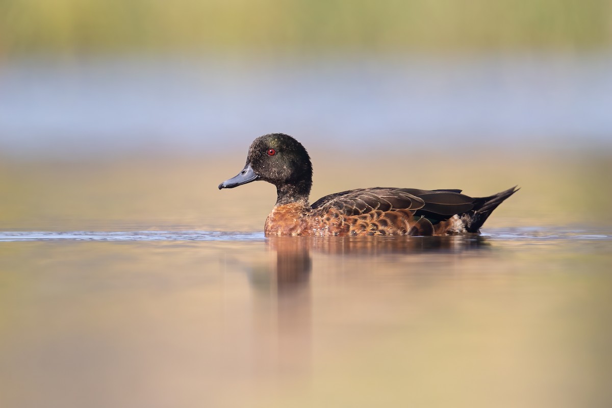 Chestnut Teal - ML306008481