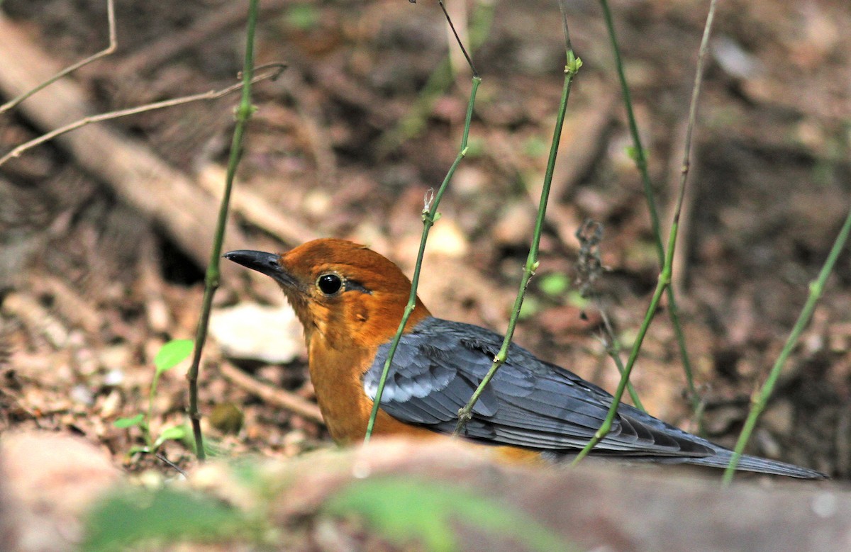 Orange-headed Thrush - ML306009061