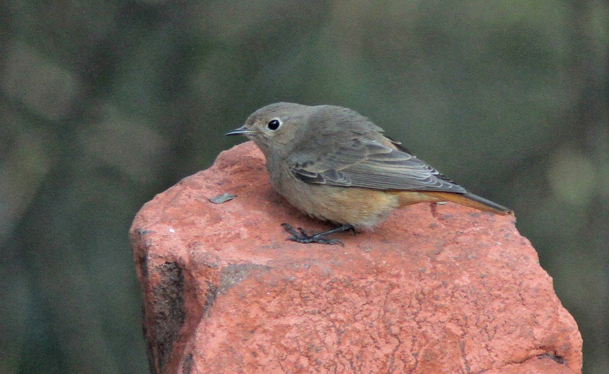 Black Redstart - ML306009111