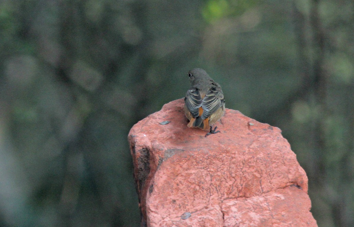 Black Redstart - ML306009121