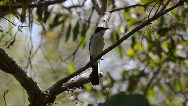 Restless Flycatcher - ML306010261