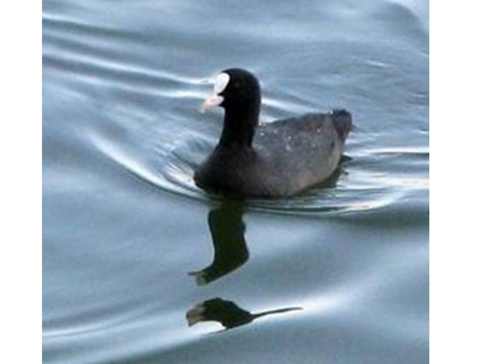 Eurasian Coot - ML306010871