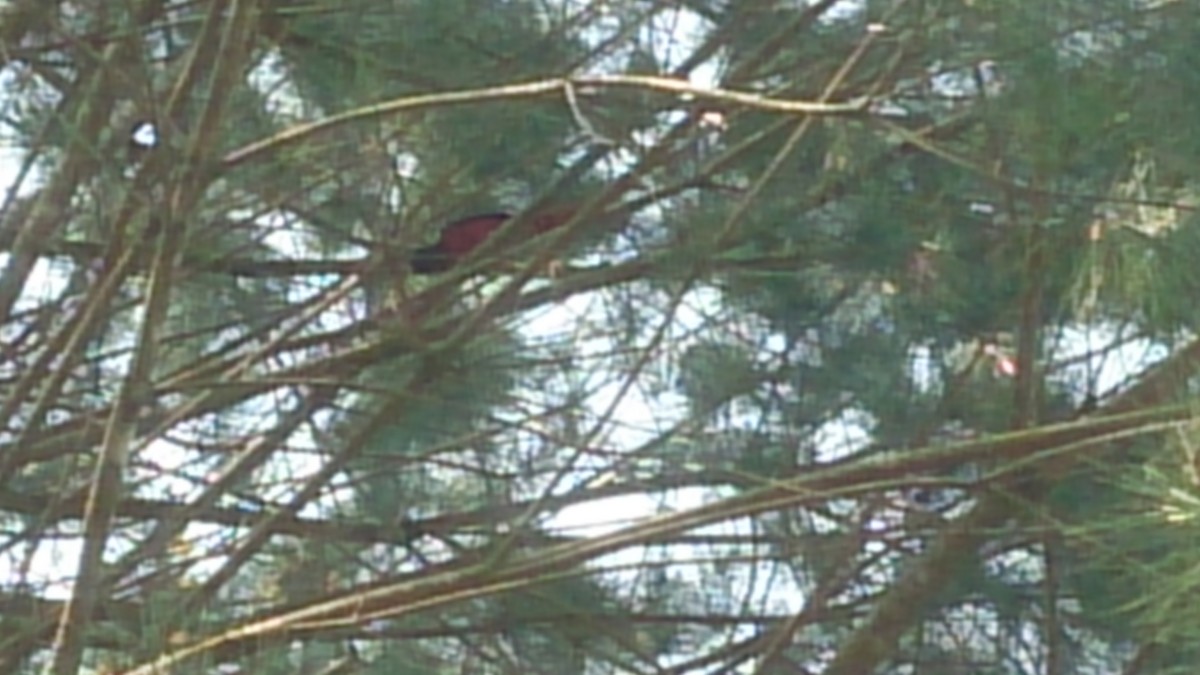 Maroon Oriole - ML306011401