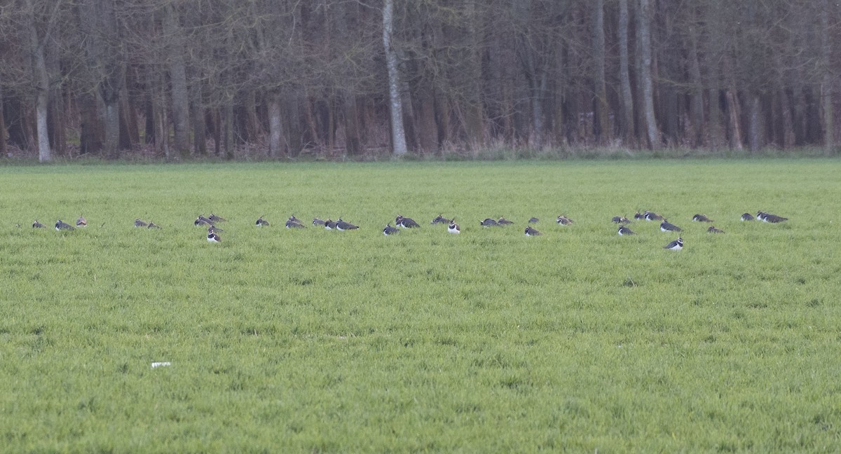 Northern Lapwing - Ed Stubbs