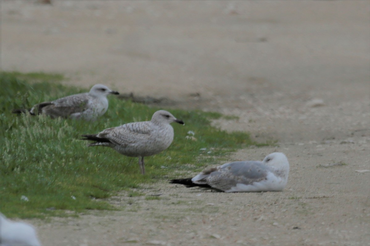 Herring Gull - ML306012801