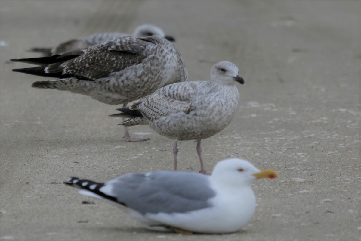 Herring Gull - ML306012811