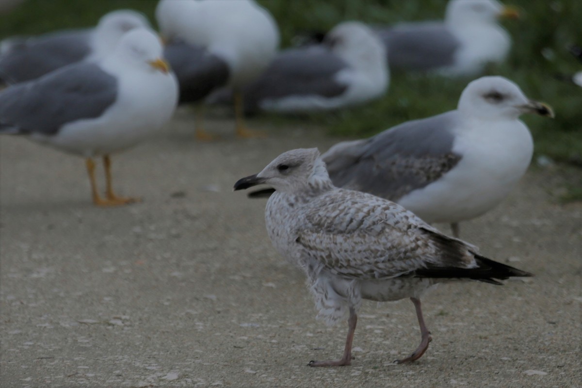 Herring Gull - ML306012821