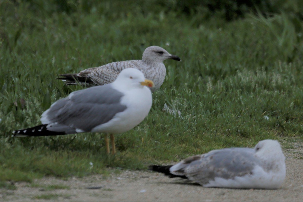 Herring Gull - ML306012831