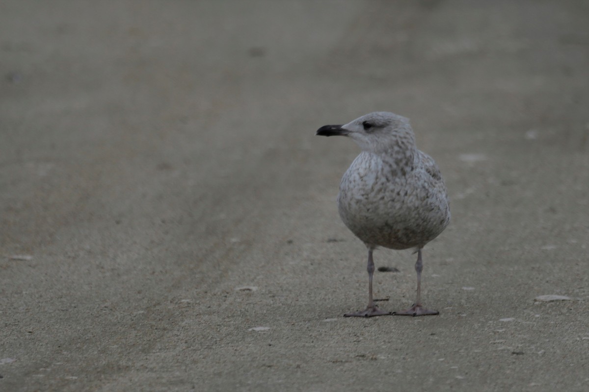 Herring Gull - ML306012841