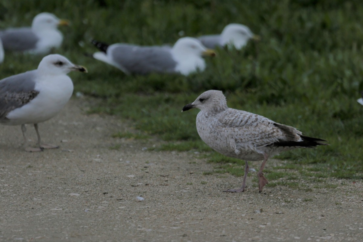 Herring Gull - ML306012851