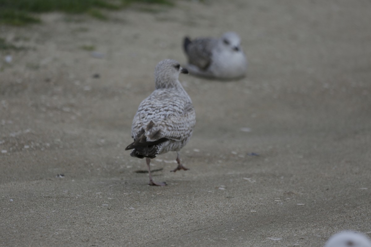 Herring Gull - ML306012891