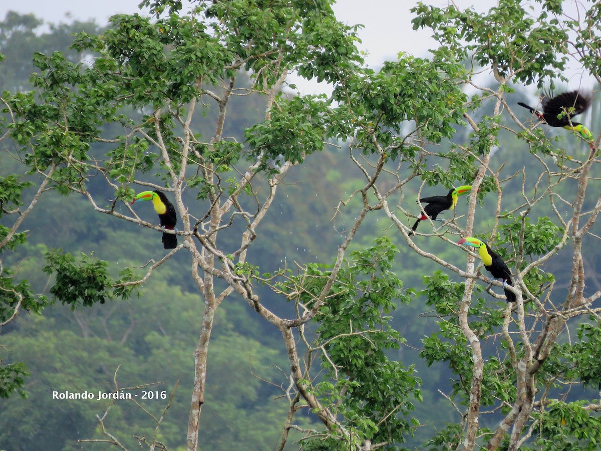 Keel-billed Toucan - ML30601451