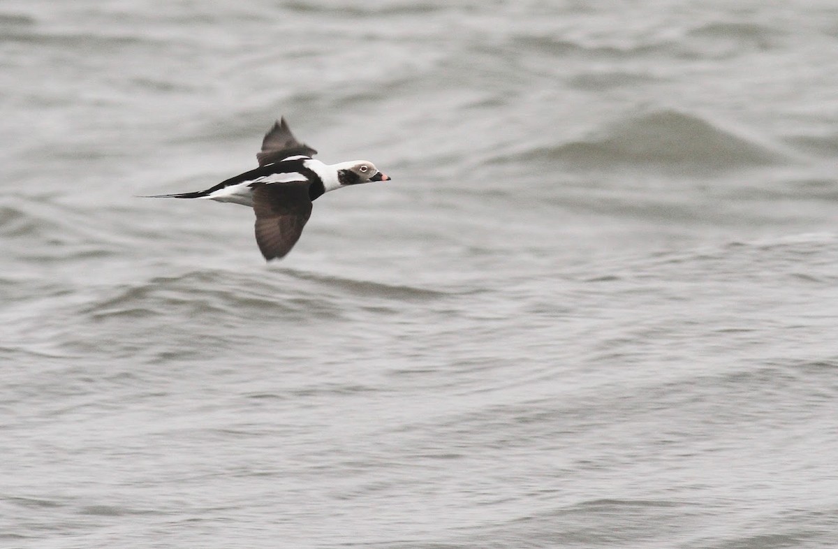 Long-tailed Duck - ML306014661