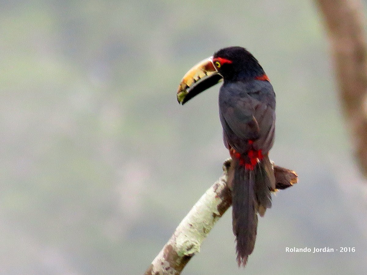 Collared Aracari - ML30601651