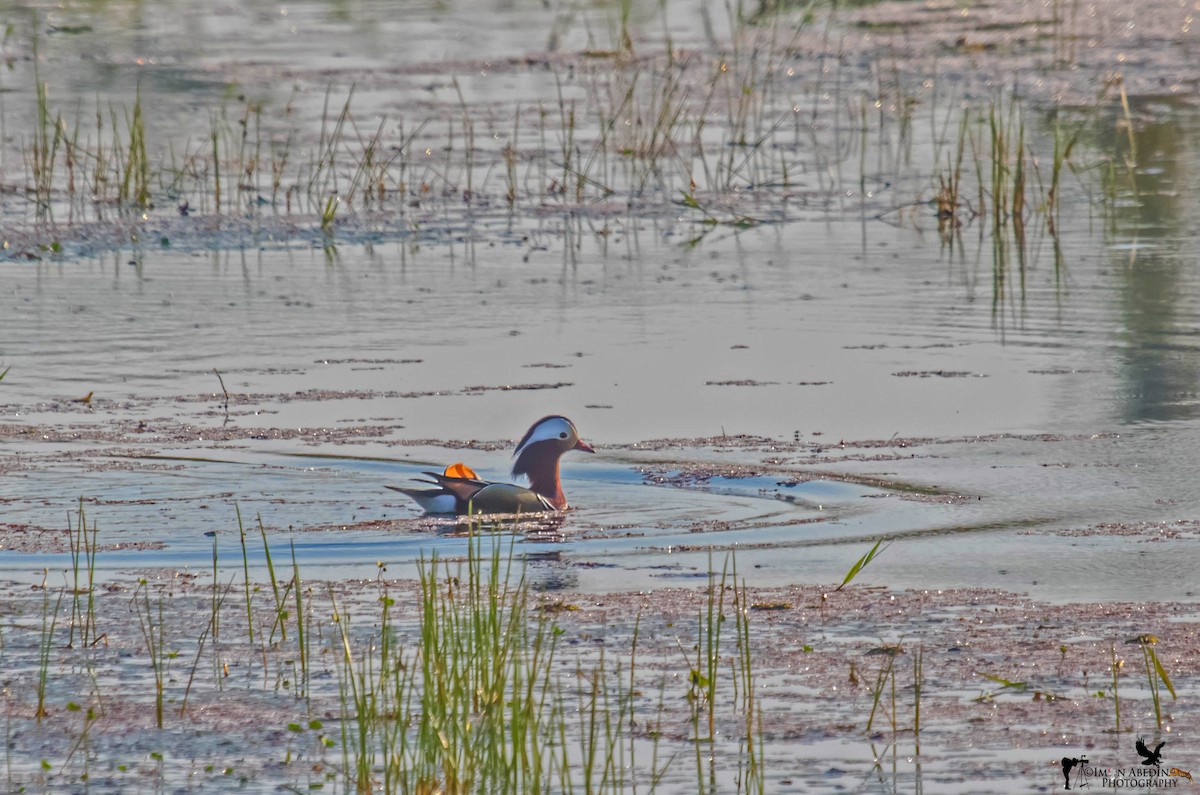 kachnička mandarínská - ML306016661