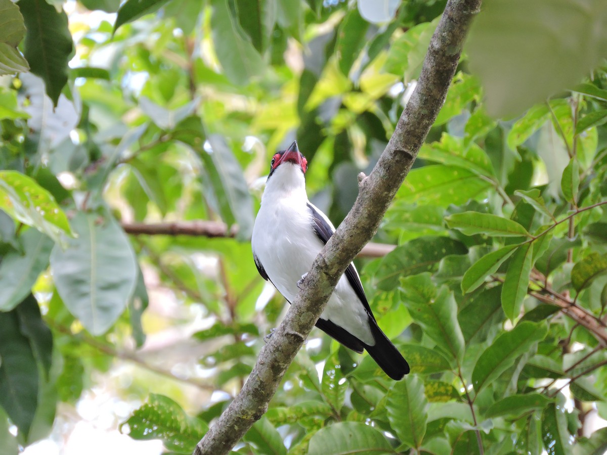 Black-tailed Tityra - Edwin Munera