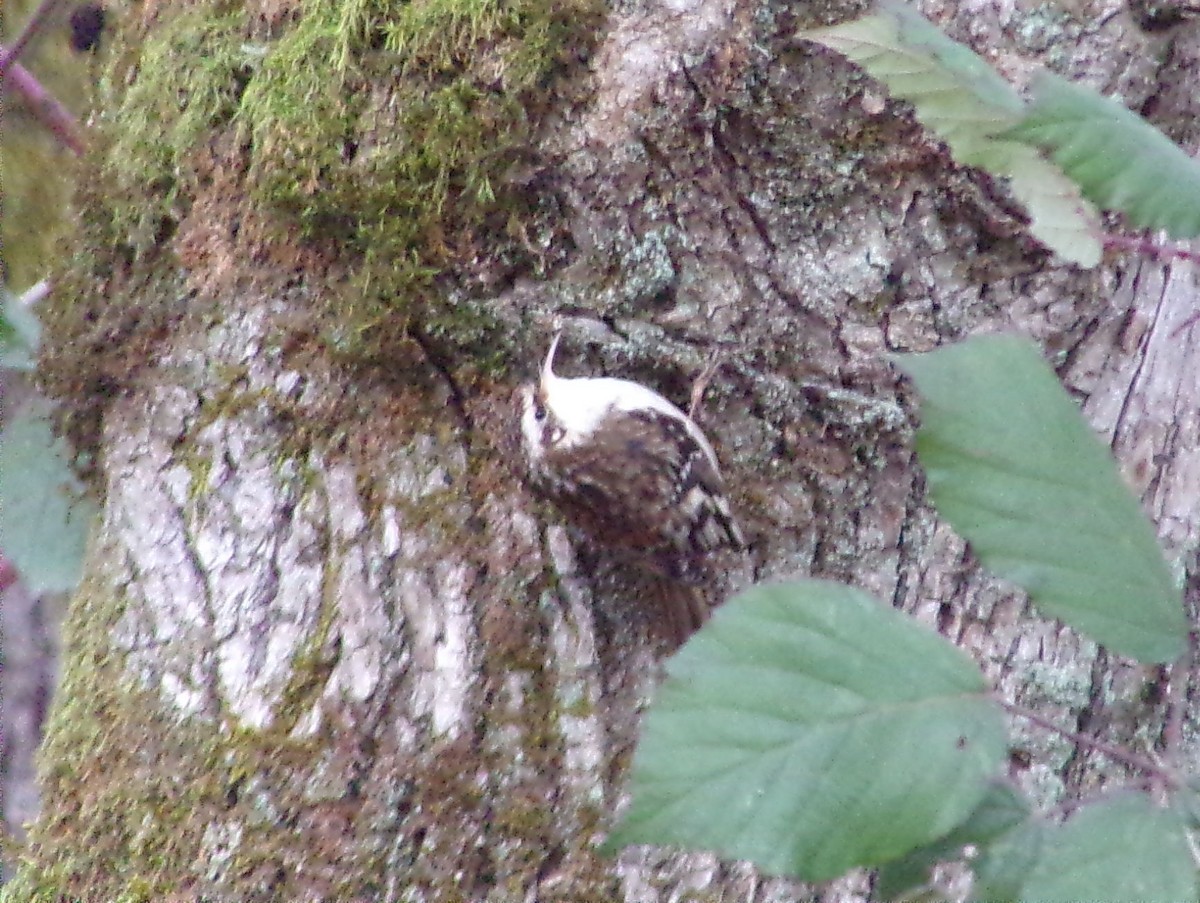 Brown Creeper - Ruth Meyer