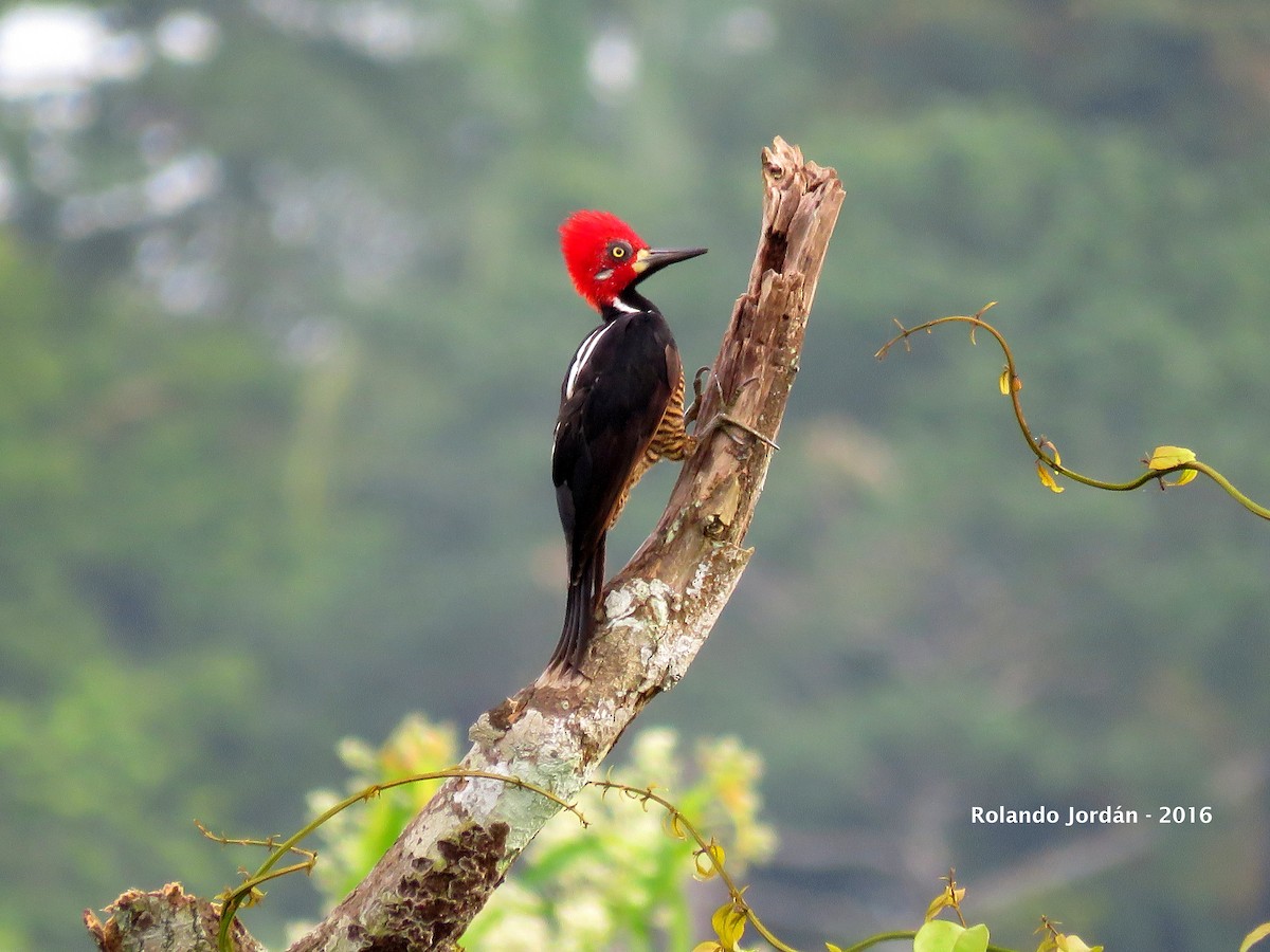 Crimson-crested Woodpecker - Rolando Jordan