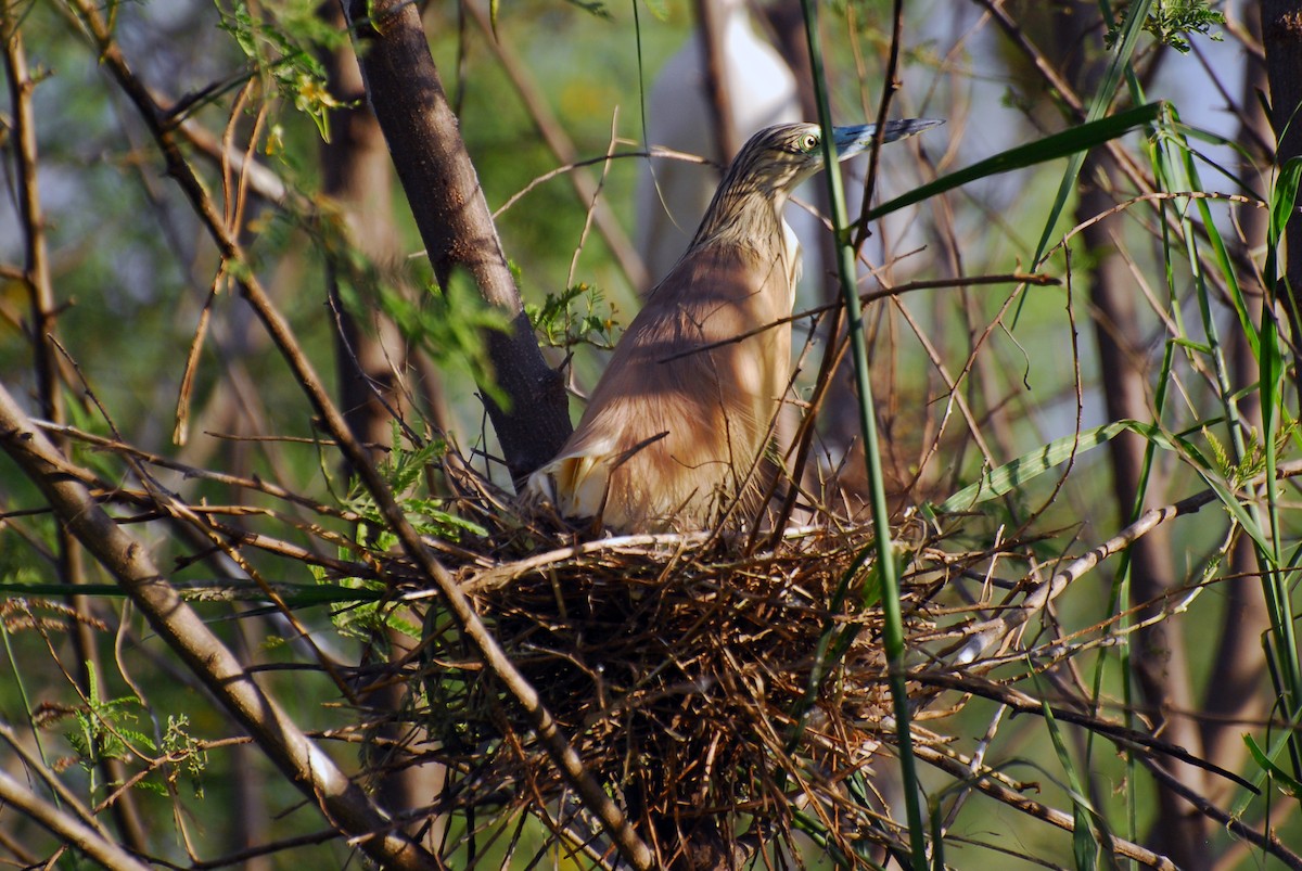 Squacco Heron - ML306019761