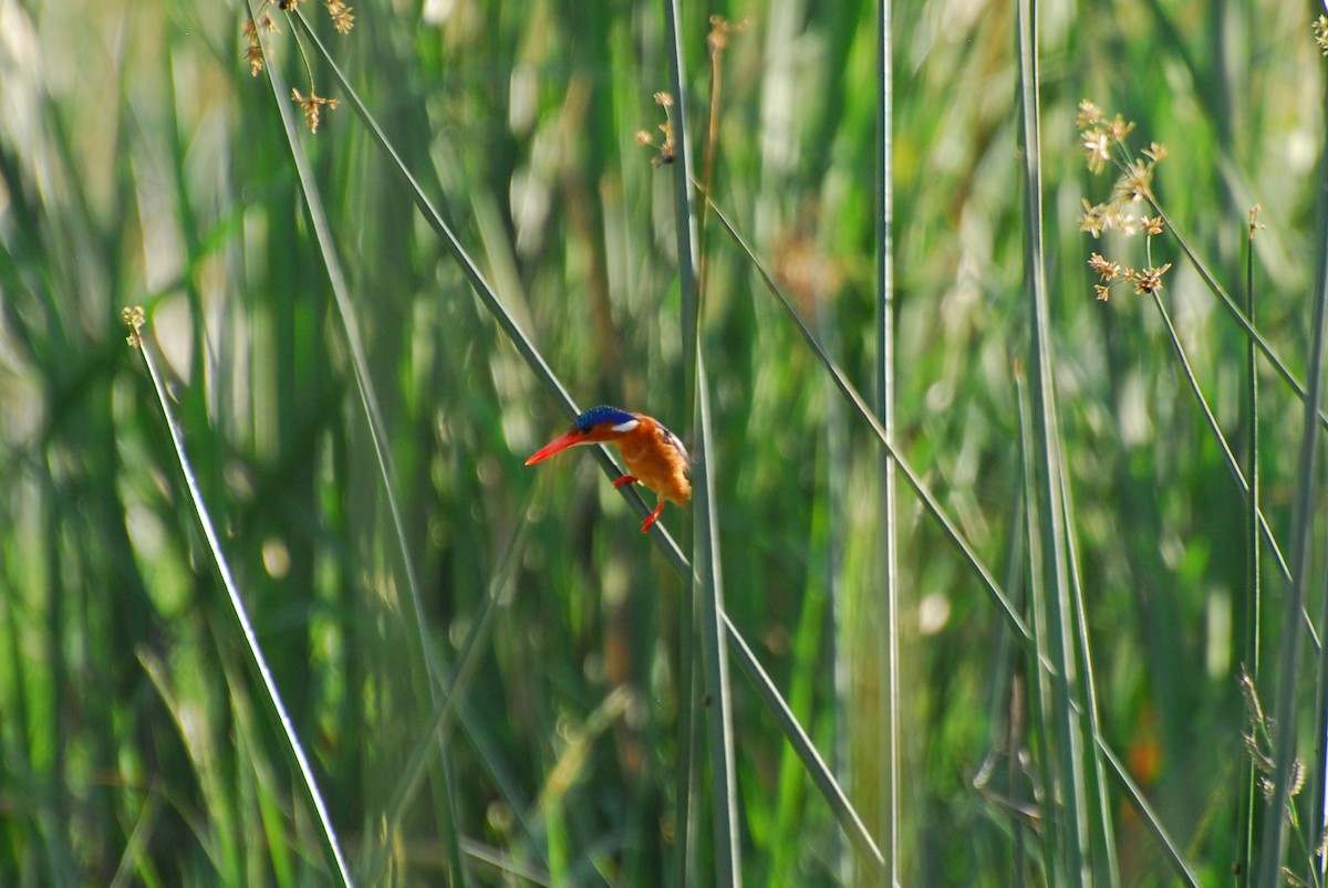 Malachite Kingfisher - ML306020121