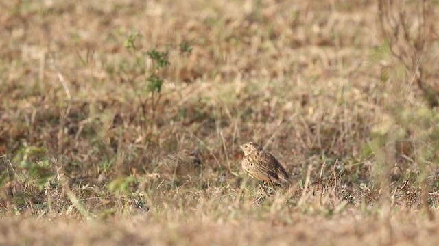 Jerdon's Bushlark - ML306021081