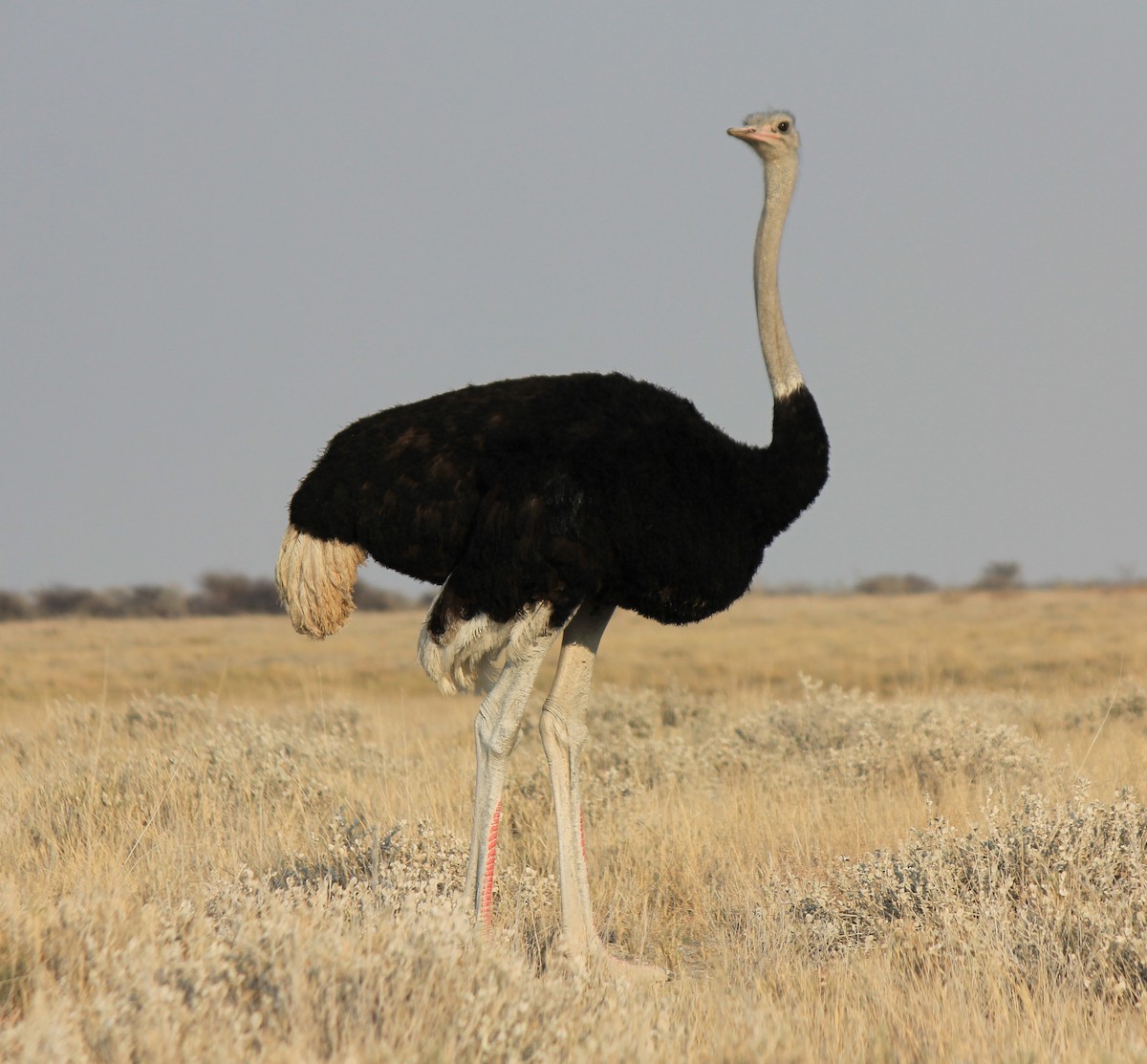 Common Ostrich - Craig McQueen