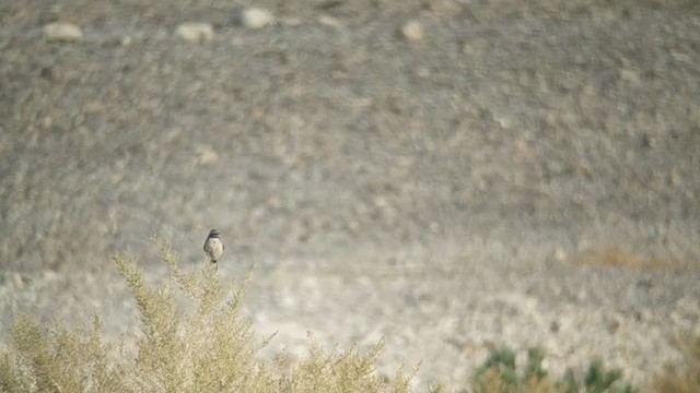 Kurdish Wheatear - ML306023631