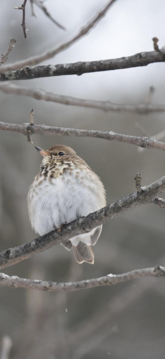 Hermit Thrush - Debbie Crowley