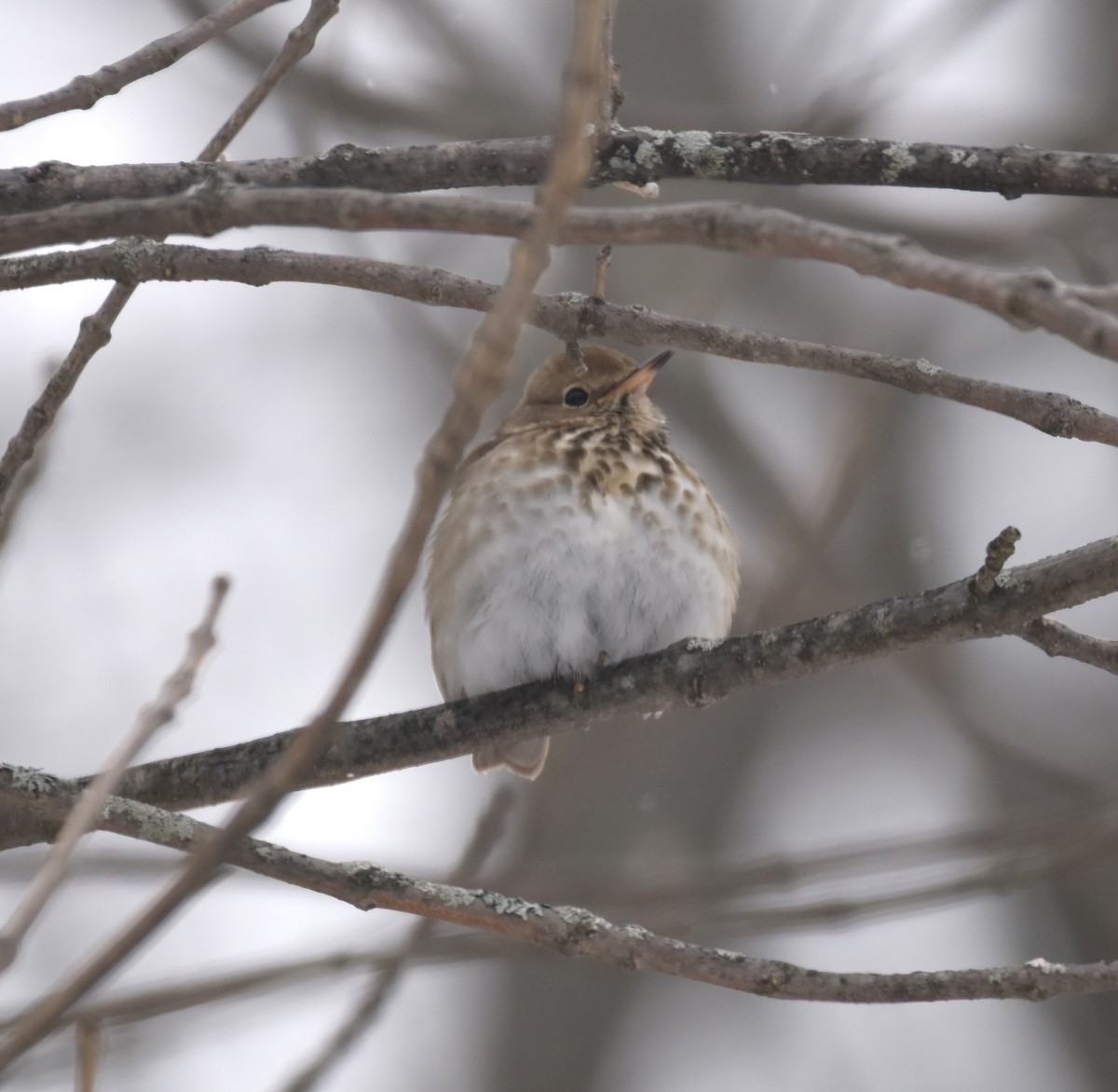 Hermit Thrush - Debbie Crowley