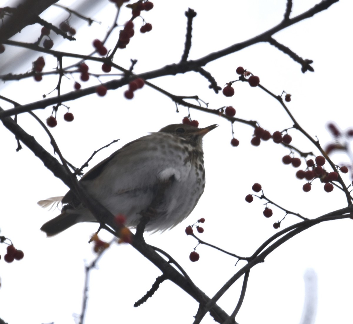 Hermit Thrush - ML306023961