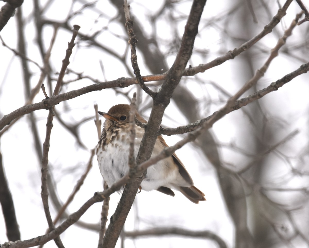 Hermit Thrush - ML306023981