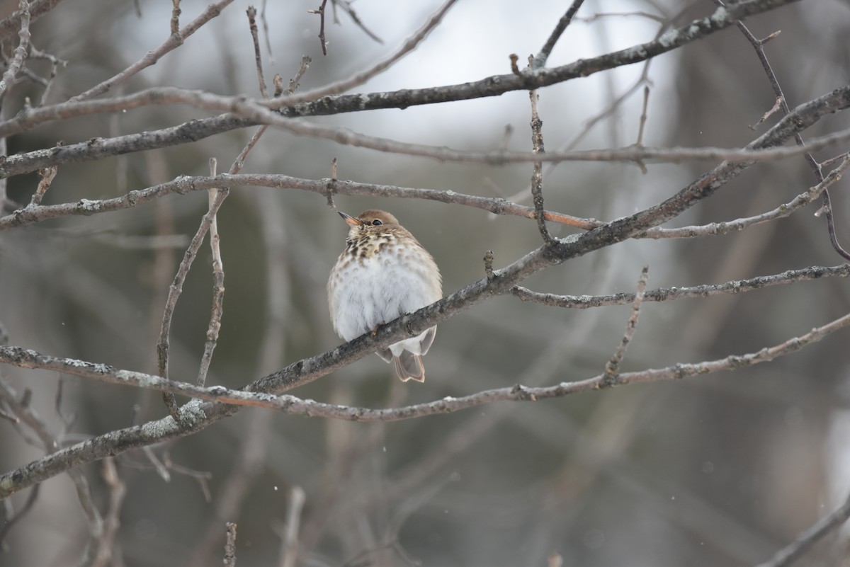 Hermit Thrush - ML306023991