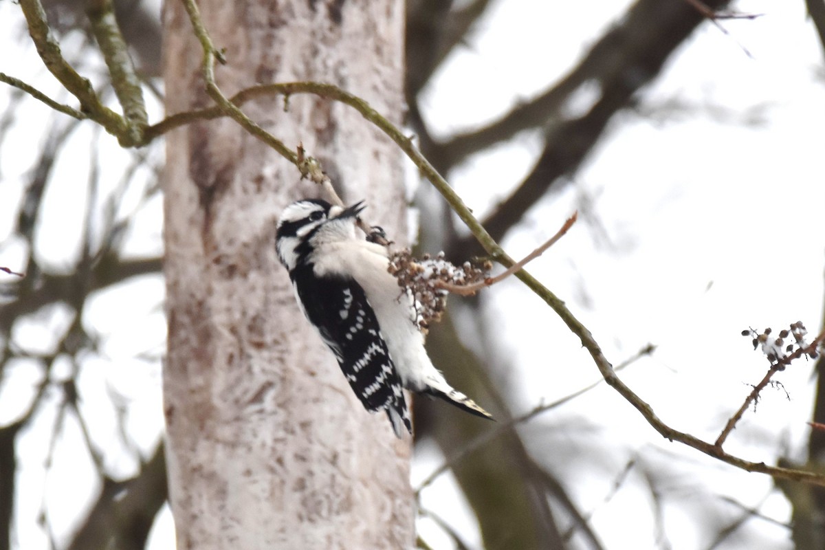 Downy Woodpecker - ML306024401