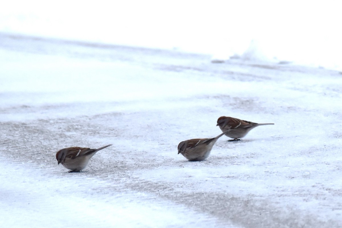 American Tree Sparrow - ML306024441